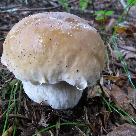 Вилла La Cazalere